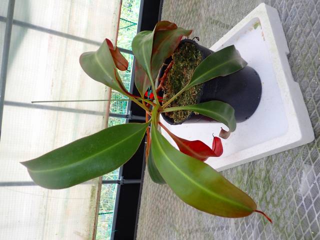 ラタニア レッド　高さ約130cm P671 5-3 N. (sibuyanensis x xtrusmadiensis) x peltata `Red Phantom