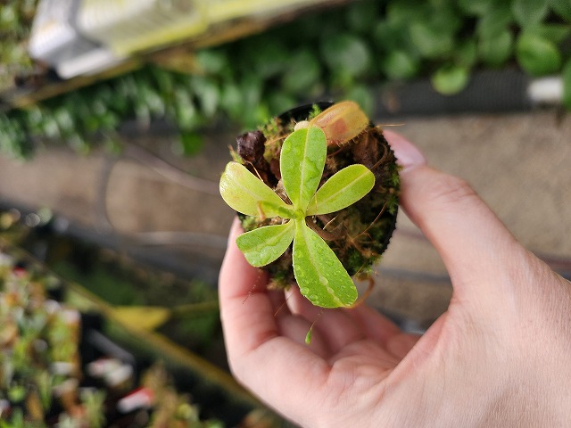 Y186 1-4 N. xkinabaluensis x ventricosa Marinao #NNN - Y's Exotics