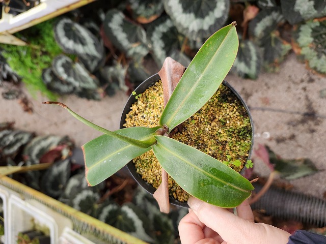 Y178 1-2 N. macfarlanei, Gunung Brinchang, seedling, hybrids