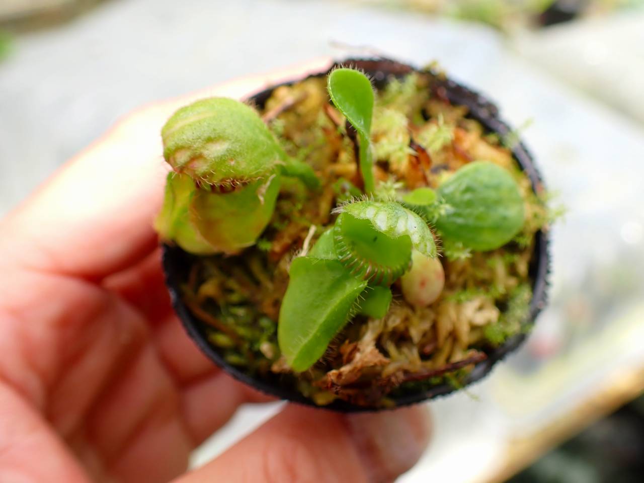 E137 1-1 Cephalotus follicularis [seedling of Hummer's Giant} [BCP
