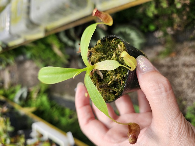 植物 R575 1-4 N. jaquelineae x macrophylla #NNN - Y's Exotics （山田食
