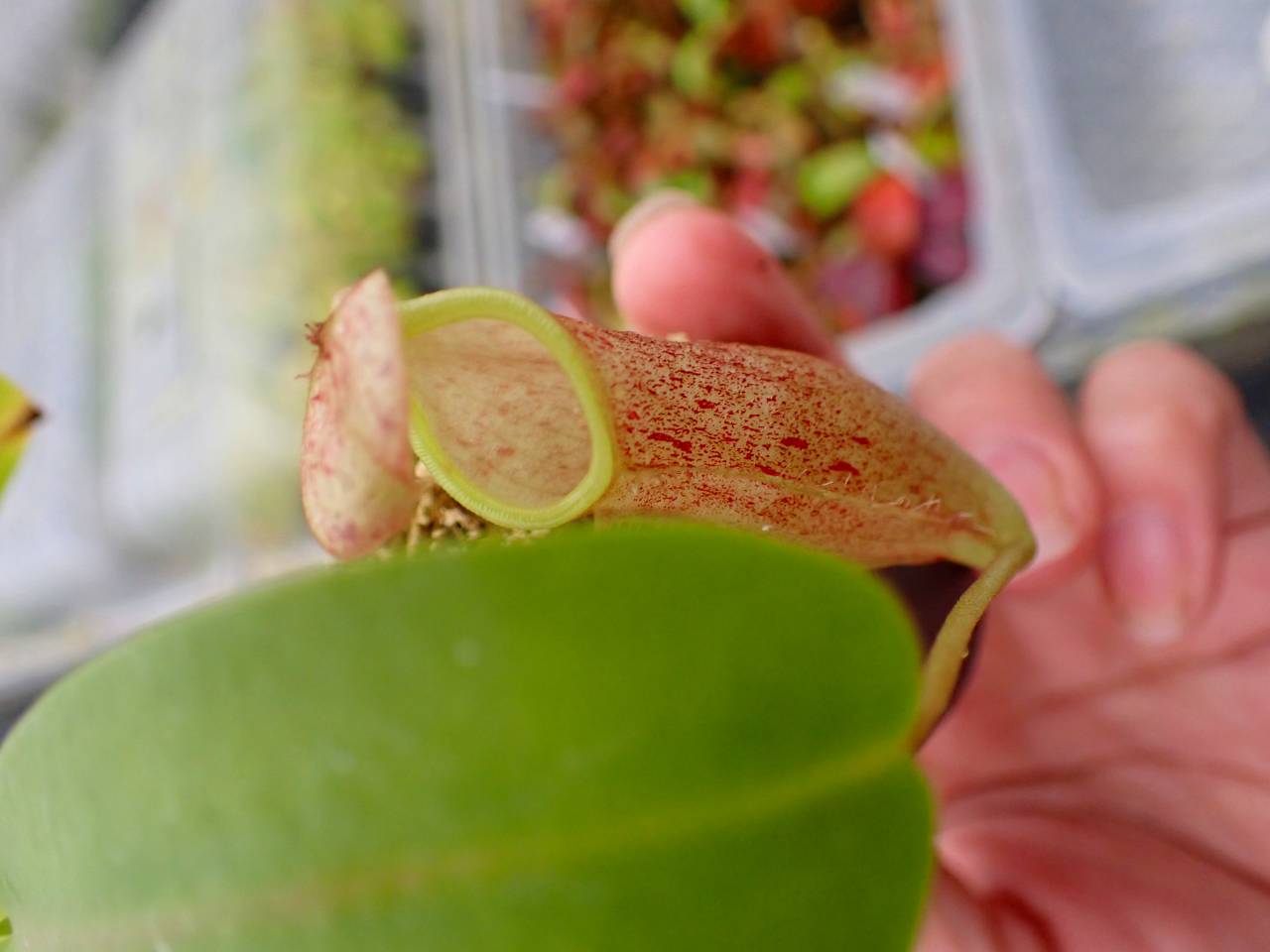 P863 5-1 N. (bicalcarata x campanulata) x xalisaputrana #NNN - Y's