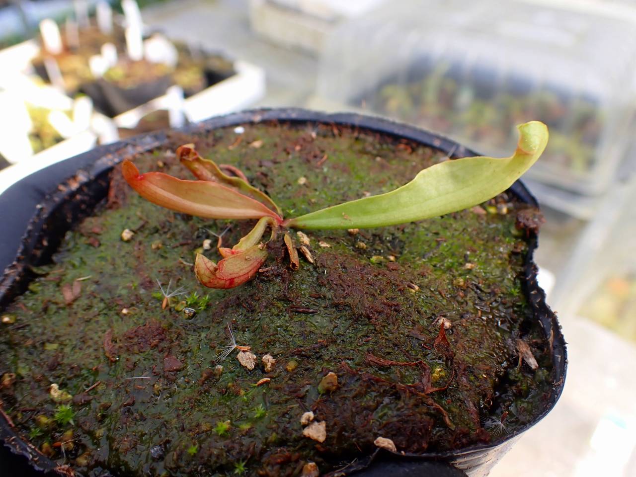 Y564 4-1 S. purpurea ssp. venosa var. burkii `Chipola Giant' CK