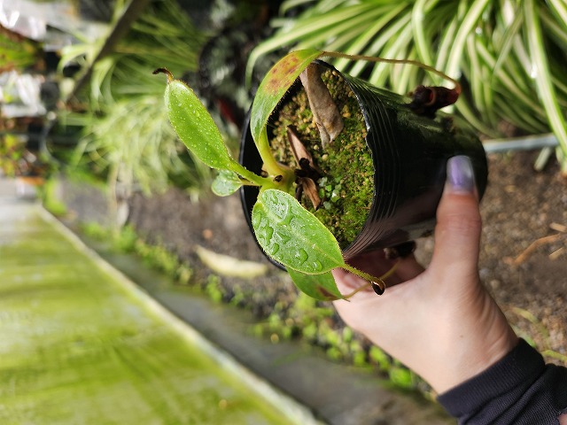 E175 1-1 N. xkinabaluensis - Y's Exotics （山田食虫植物農園）