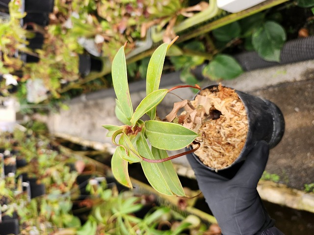 E626 1-1 N. ventricosa (x) x [(ventricosa x sibuyanensis) x