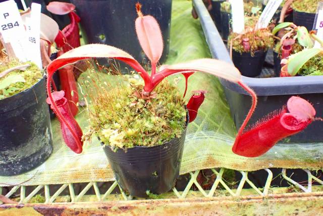 J269 1-3 #BBB N. (truncata x peltata Y's) x xharryana