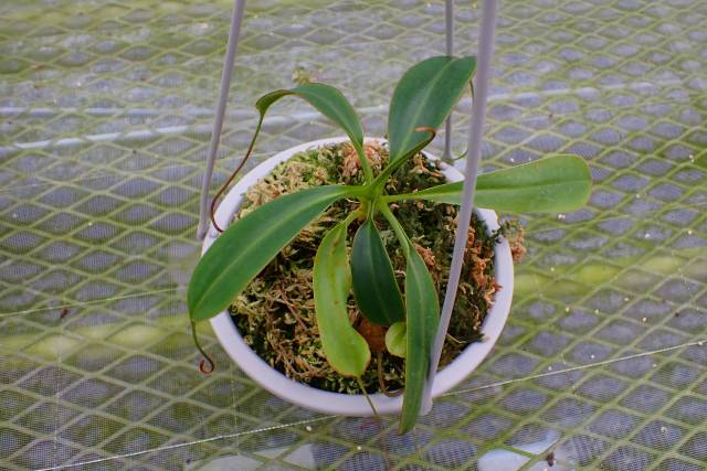 シュロ便 P908 5-3 N. palawanensis VL | Y's Exotics （山田食虫植物農園）