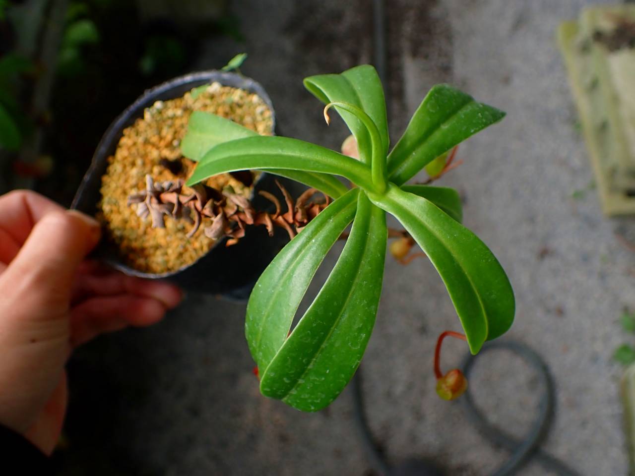 食虫植物 Nepenthes ventricosa 実生 G480 3-2 N. ventricosa (seedling select) 山本 - Y's Exotics （山田