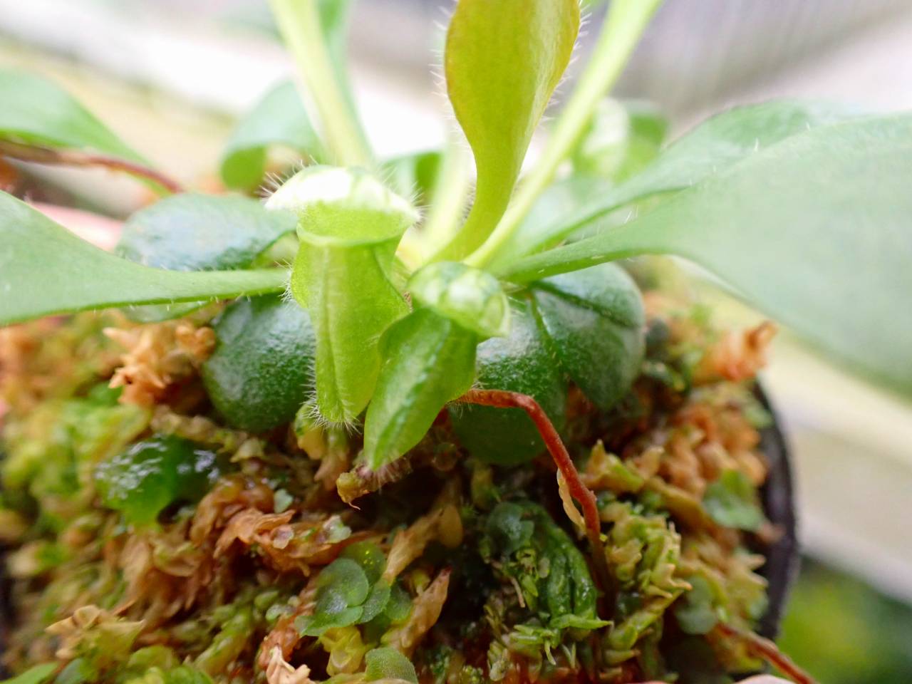 J153 3-2 [YA-30] Cephalotus follicularis Giant Y's Lab - Y's