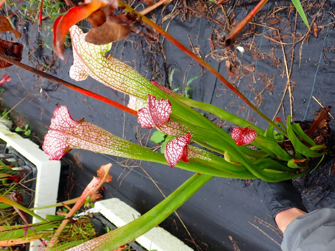 G072 S. Shiranami | Y's Exotics （山田食虫植物農園）