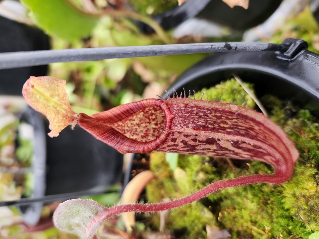 Y831 1-1 N. maxima (wavy leaf) No,111 - Y's Exotics （山田食虫植物