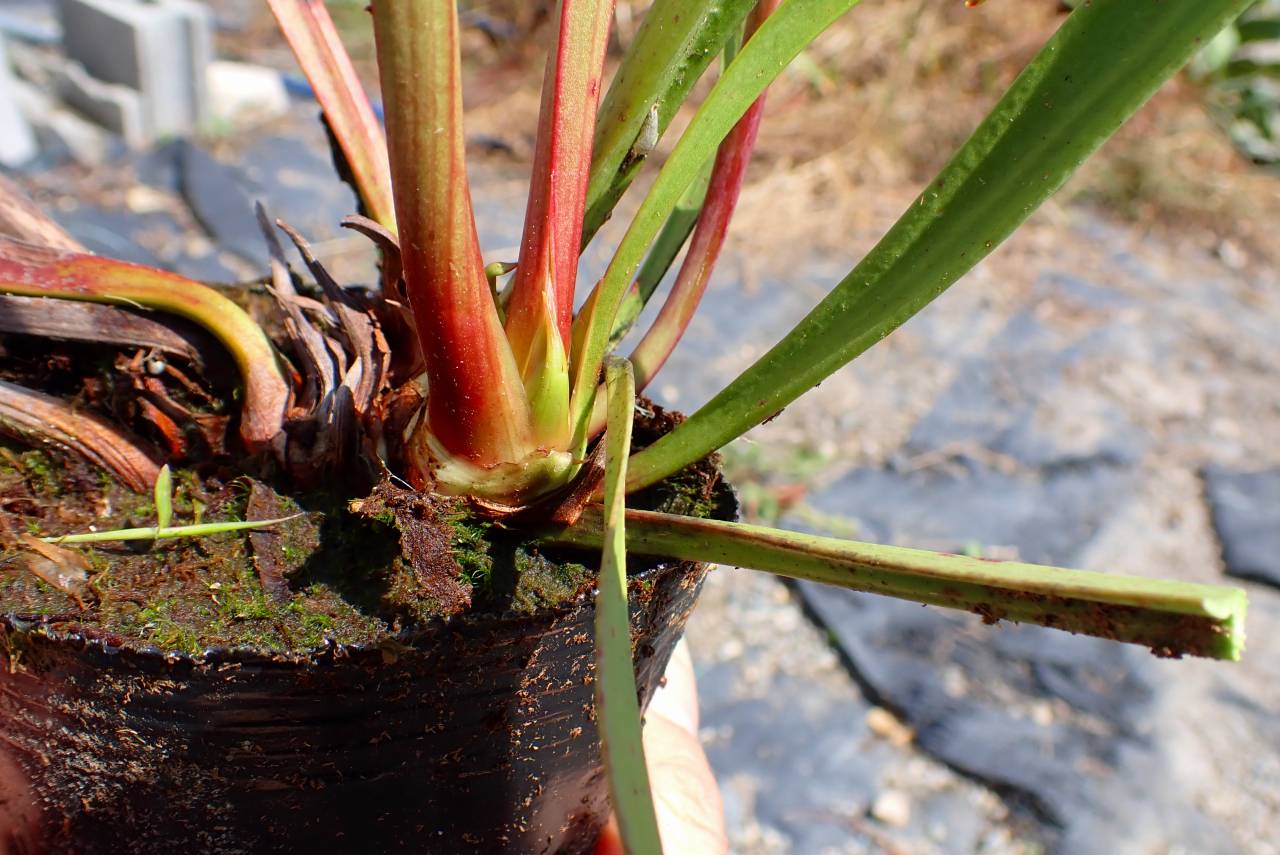 R305 S. leucophylla 