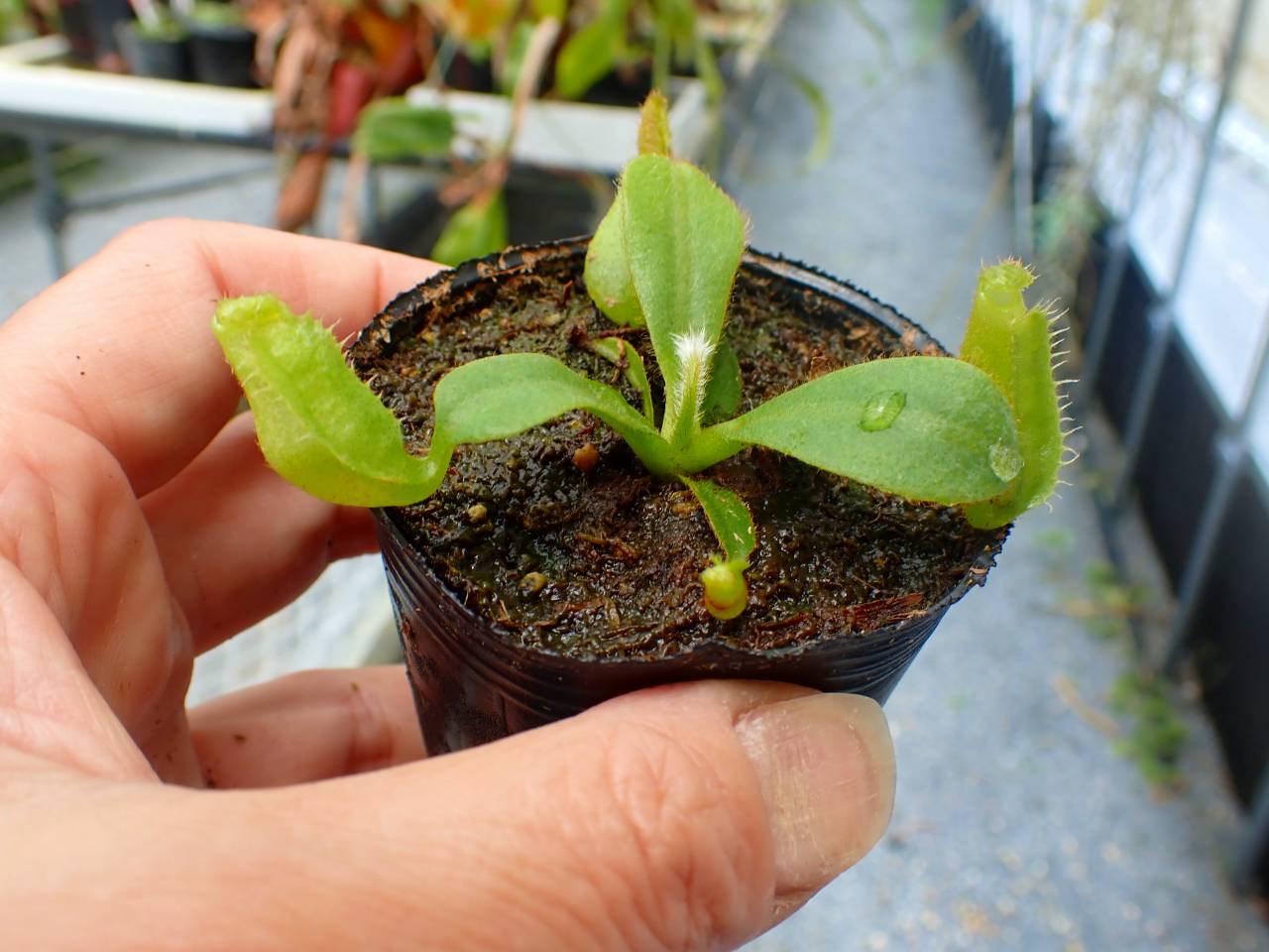 G847 5-1 [YA-62] N. veitchii `Akazukin' x veitchii (Bario stripe