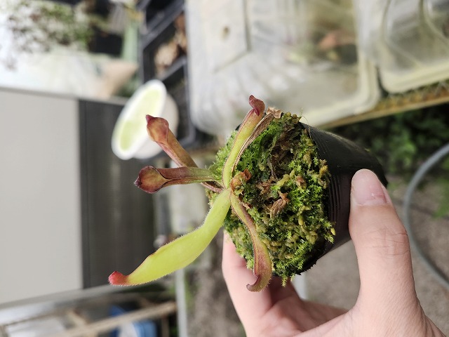 Y622 1-1 H. purpureascens Ptari Tepui CK | Y's Exotics