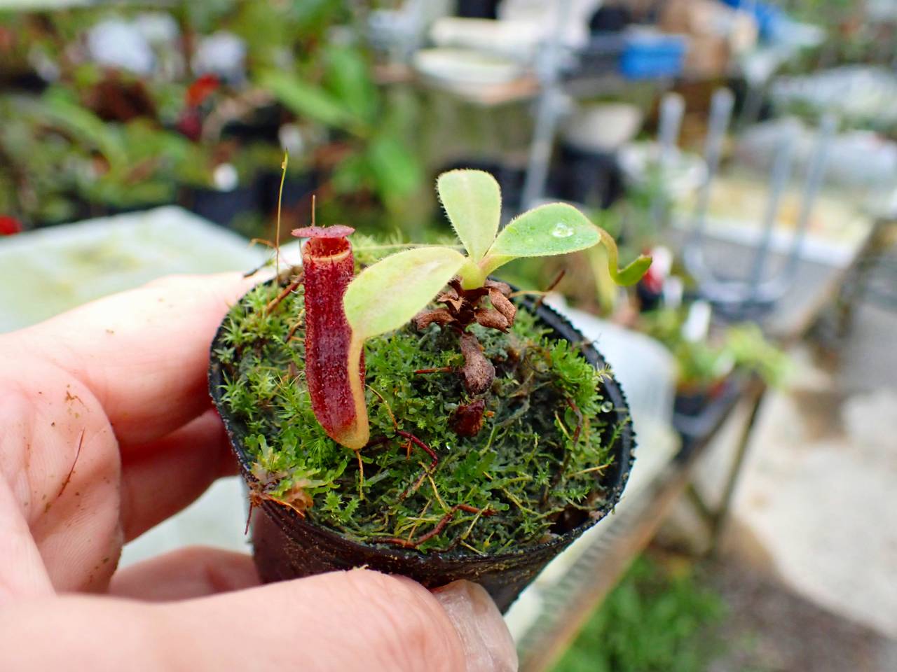 Y284 1-2 N. vogellii x lowii #NNN - Y's Exotics （山田食虫植物農園）