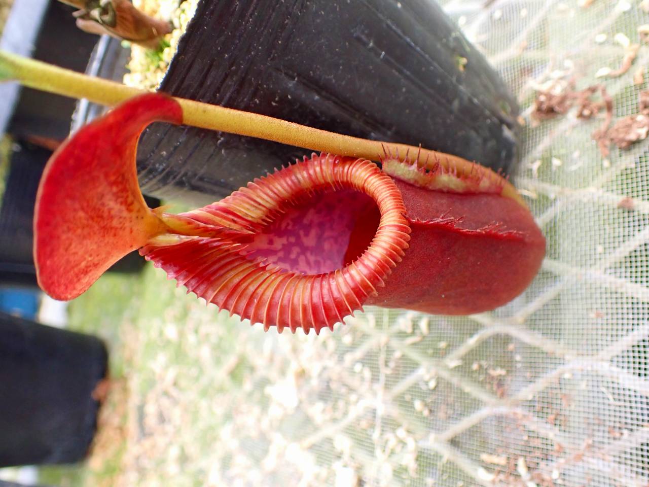 R354 1-3 #BBB N. xtrusmadiensis EP - Y's Exotics （山田食虫植物農園）