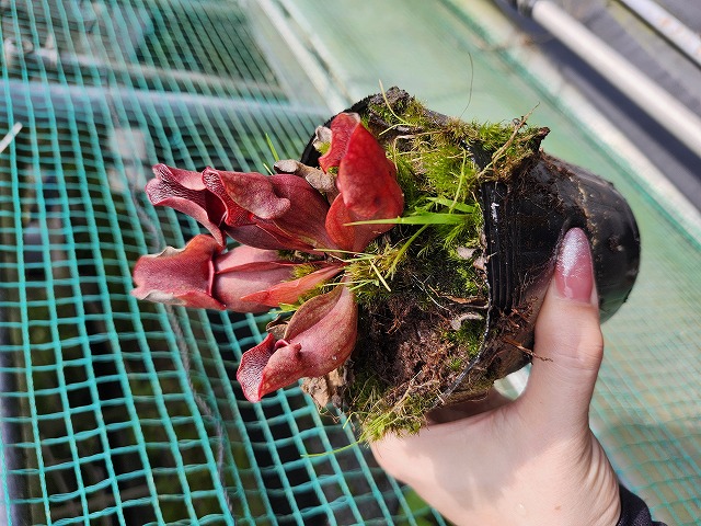 ドラゴンボール - アツモリソウ Y692 S. purpurea ssp. venosa (伊勢花菖蒲園 選別丸形株 No.87