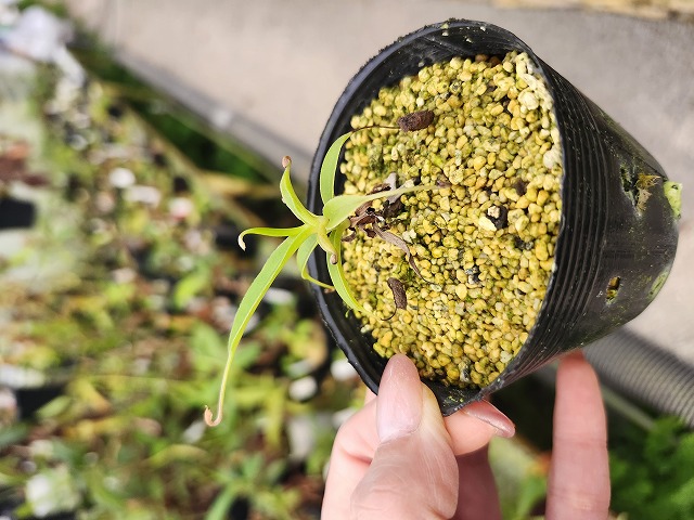 E226 1-3 N. talangensis BE - Y's Exotics （山田食虫植物農園）