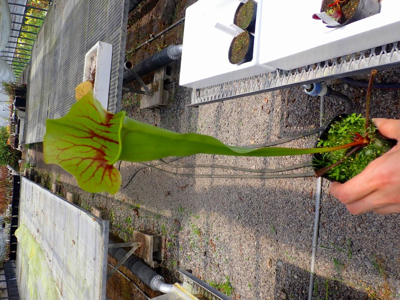 極小のユキノシタ（出品予定サンプル） P503 4-1 S. Hybrid Y's - Y's Exotics （山田食虫植物農園）