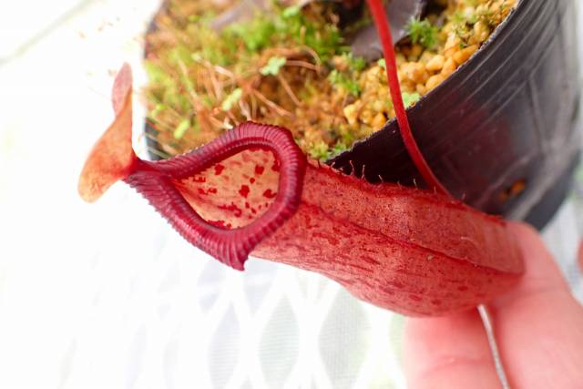 Y979 5-3 #BBB N. ventricosa squat red x ovata EP | Y's