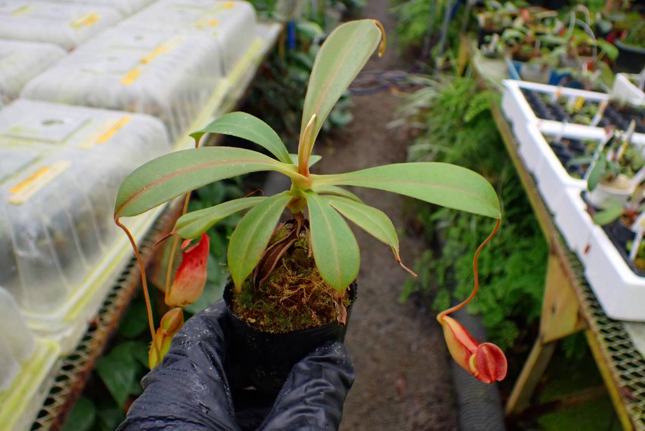 G618 1-4 N. (truncata x ephippiata) x tenuis #NNN | Y's Exotics