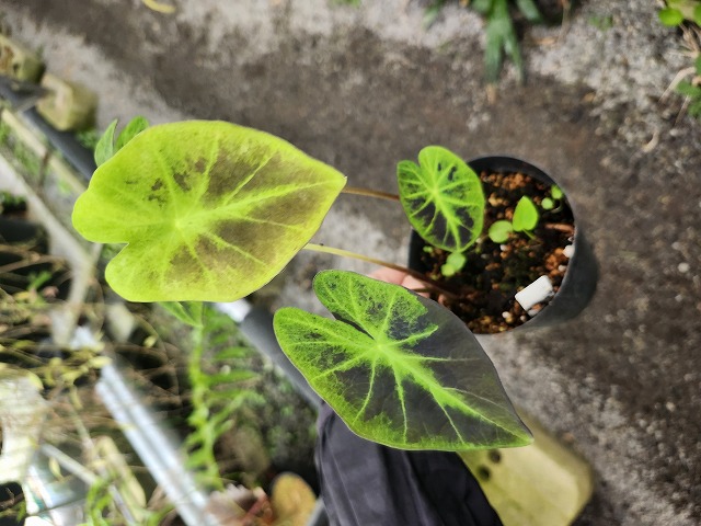 G714 3-1 Homalomena Sp Red VV - Y's Exotics （山田食虫植物農園）