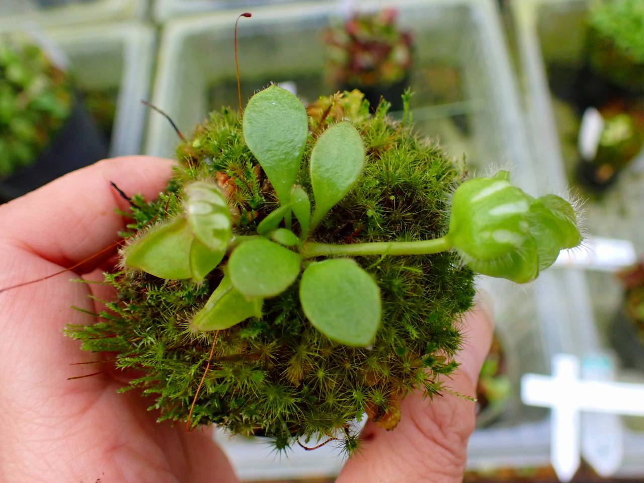 Y773 1-1 Cephalotus follicularis (ex Botanical Garden Wilhelma) CK