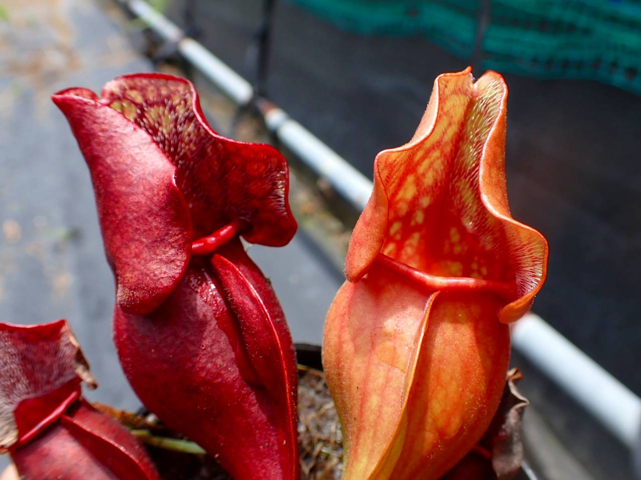 R207 S. purpurea ssp. venosa (seedling) MS - Y's Exotics （山田食