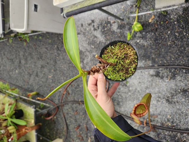 R318 5-3 N. [(thorelii x rafflesiana) x thorelii-squat]x lowii