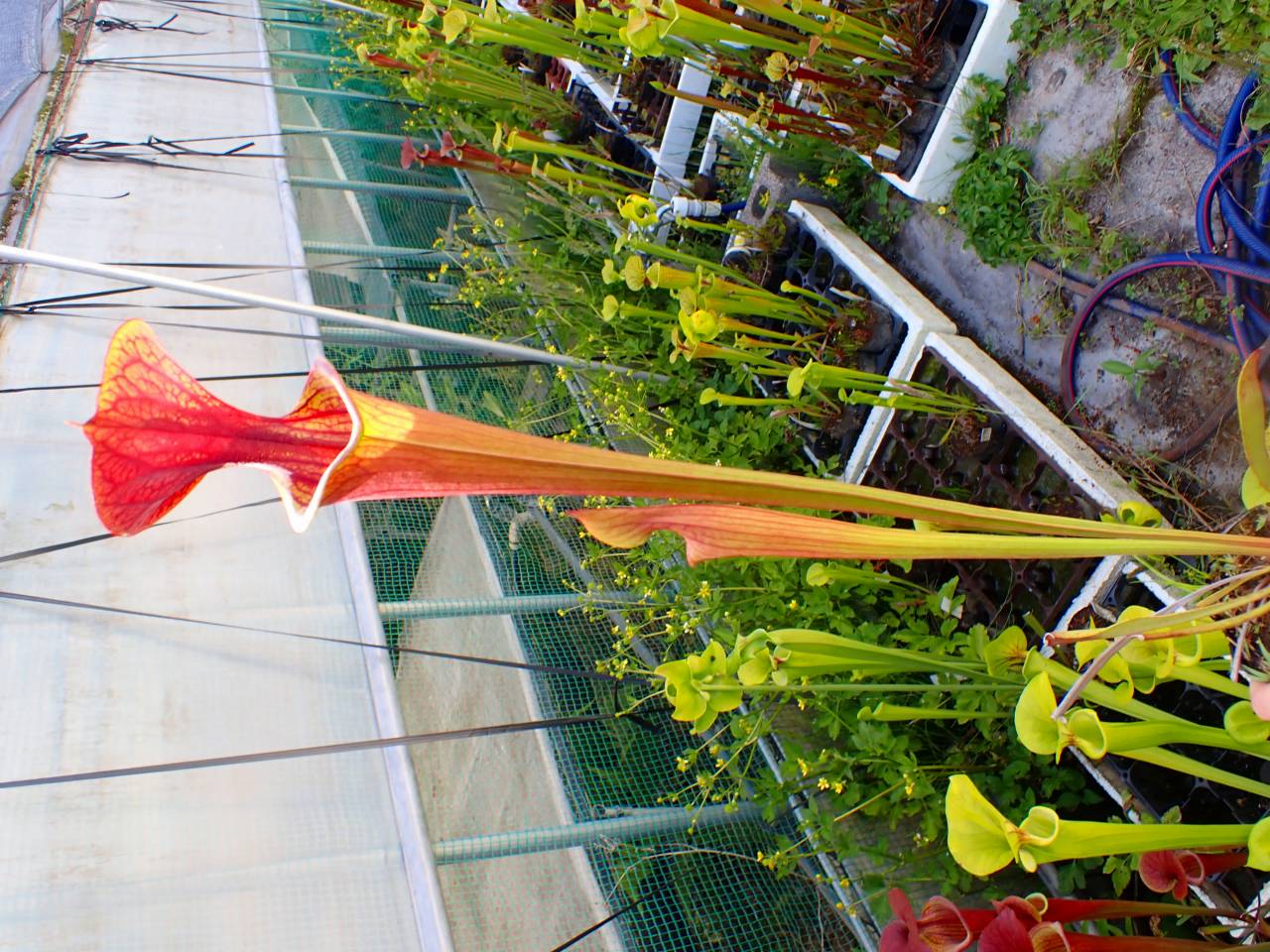 P.actius（1メス、ロシア・クンゲイアラタウ産） G619 S. flava var. atropurpurea MK F27c CK - Y's Exotics （山田食