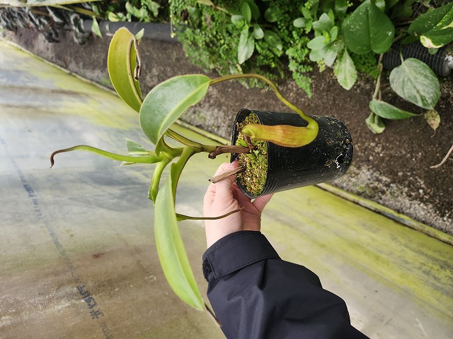R480 1-4 N. edwardsiana (Ranau) - Y's Exotics （山田食虫植物農園）