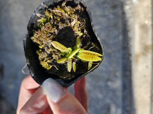 葉 Y809 5H Dionaea muscipula `B52'Y's Lab - Y's Exotics （山田食虫