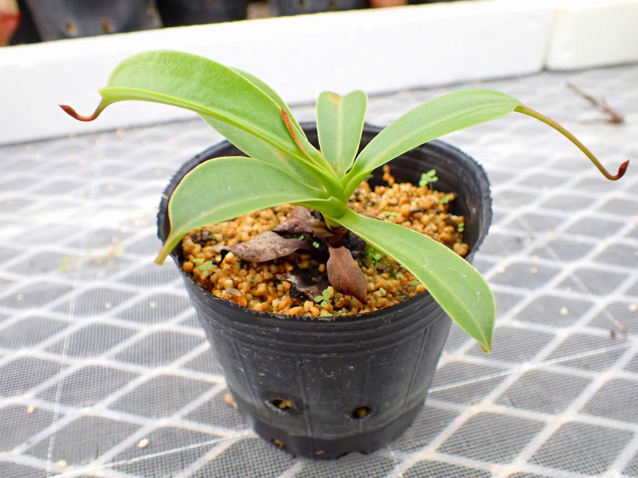 J151 5-3 N. (ventricosa x sibuyanensis)-giant x {(ventricosa x