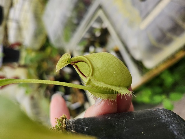 P739 1-3 N. rafflesiana nivea, Mardi x talangensis #NNN - Y's