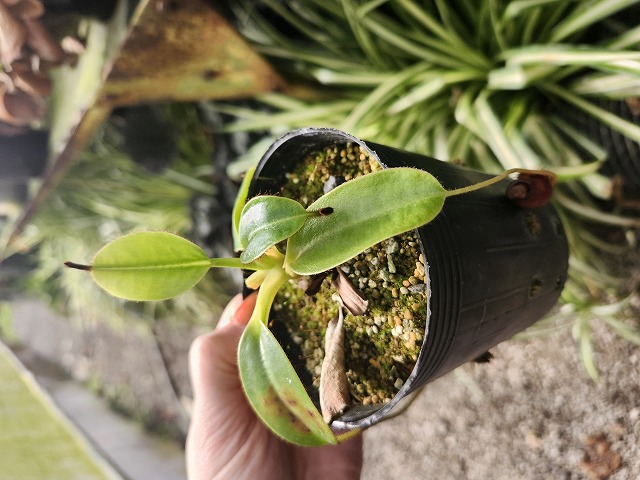 R298 1-1 N. xkinabaluensis - Y's Exotics （山田食虫植物農園）