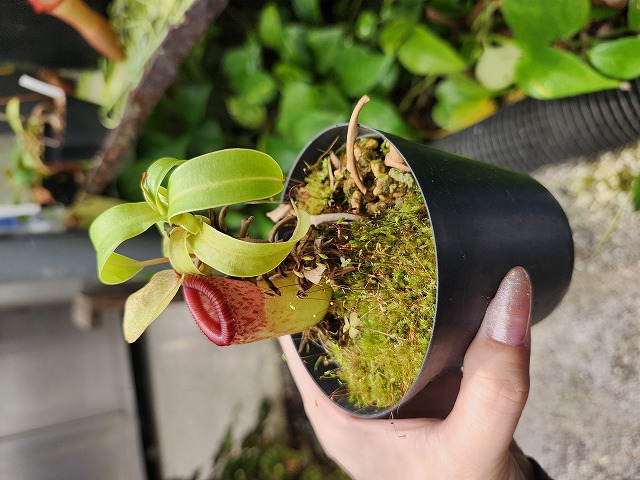 G714 1-4 N. ventricosa 丸形斑 ♀ | Y's Exotics （山田食虫