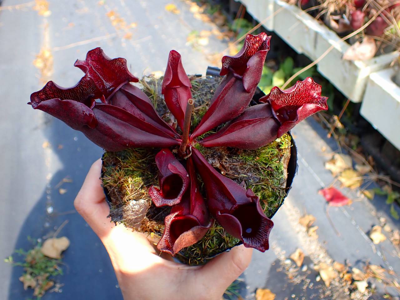 タイトル：昌蒲 タイトル：昌蒲 G859 S. purpurea ssp. venosa (伊勢花菖蒲園選別丸形