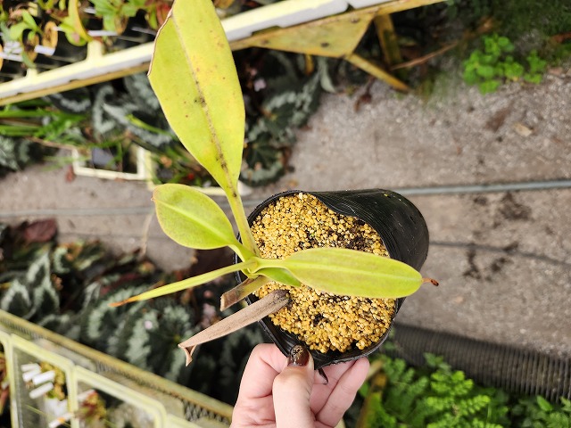 仁恵の樹角獣 ラティス　カリスFR 樹海を震わす蒼き咆哮 ｜ 「カードファイト!! ヴァンガード