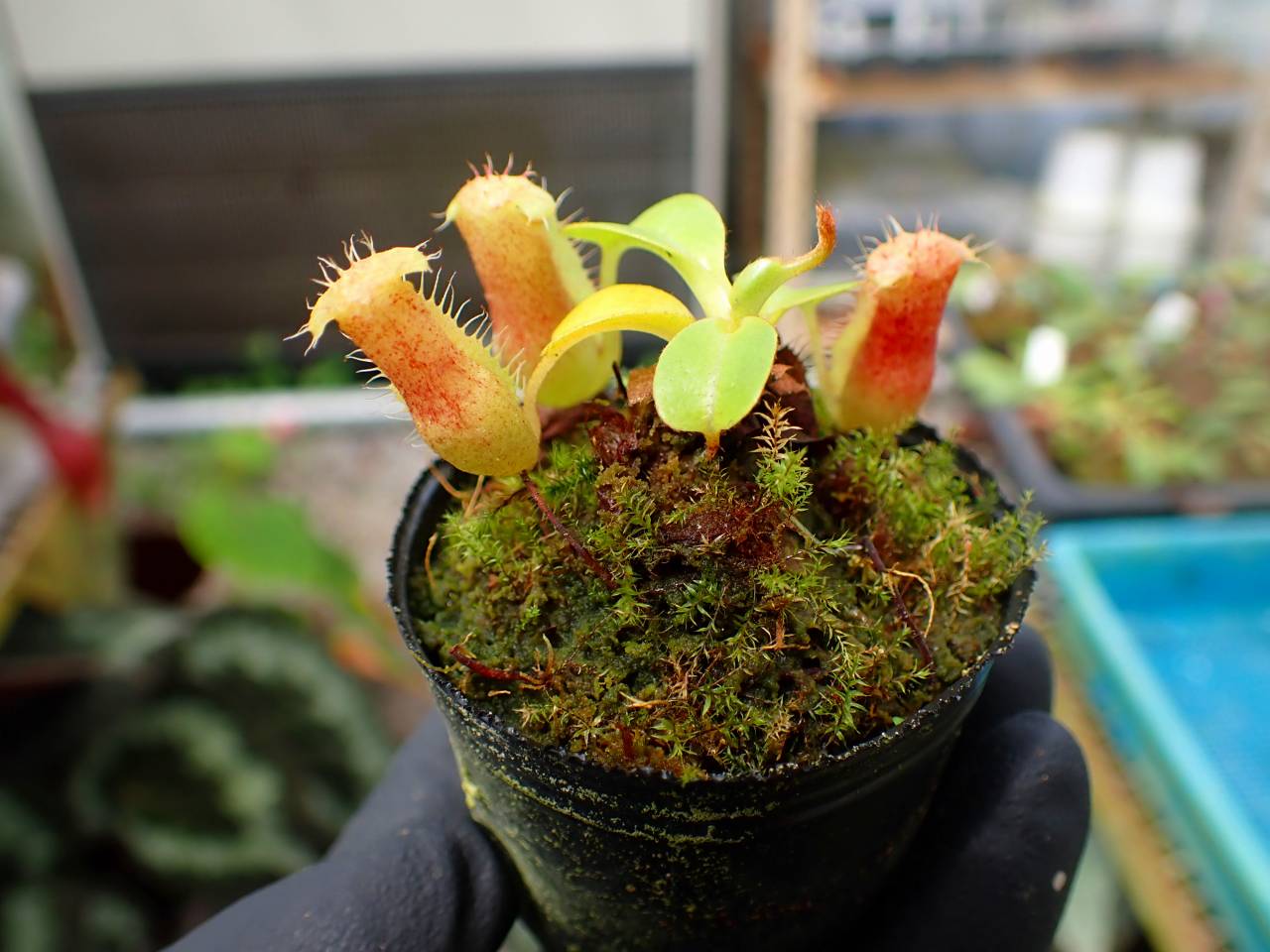 O122 1-3 N. villosa Tambuyukon x robcamtleyi #NNN - Y's Exotics