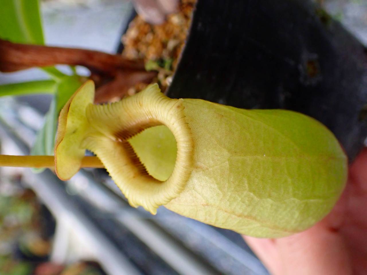 P832 5-3 N. (ventricosa x sibuyanensis)-giant x {(ventricosa x
