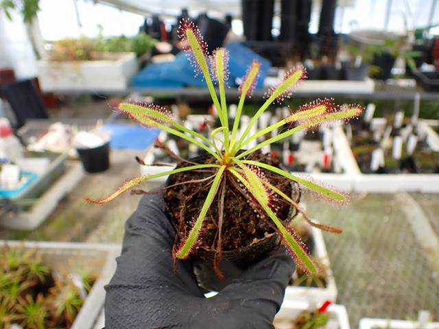 E605 4-1 D. capensis | Y's Exotics （山田食虫植物農園）