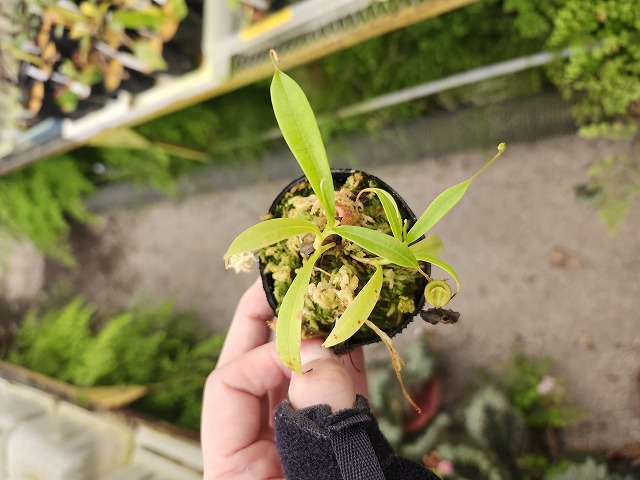 Y945 1-2 N. jamban Y's Lab | Y's Exotics （山田食虫植物農園）