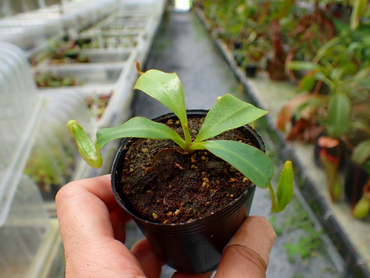 P251 5-1 [YA-170] N. clipeata Nep Gardner Y's Lab - Y's Exotics