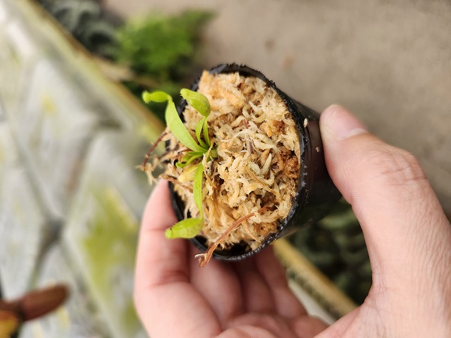 【にこにこ植物】速達 Y549 1-4 N. jaquelineae x macrophylla #NNN - Y's Exotics （山田食