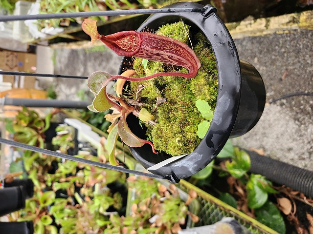 Y831 1-1 N. maxima (wavy leaf) No,111 - Y's Exotics （山田食虫植物