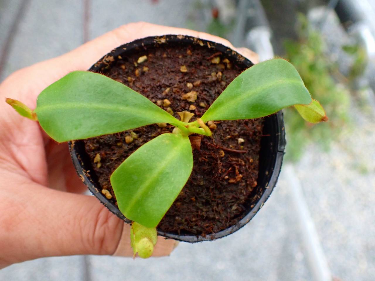 P576 5-3 [YA-170] N. clipeata Nep Gardner Y's Lab - Y's Exotics