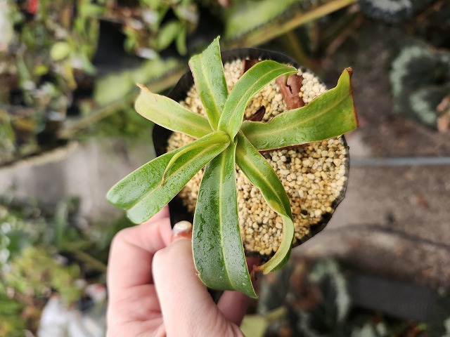 R400 1-2 N. ventricosa (Quezon) No,43 赤い袋の個体 - Y's Exotics