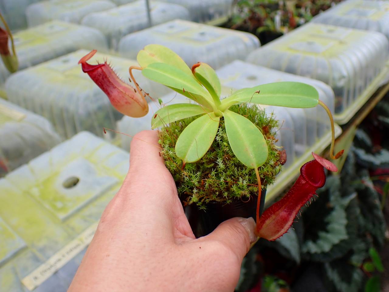 J544 1-3 N. ventricosa quezon x xharryana Tambuyukon #NNN - Y's