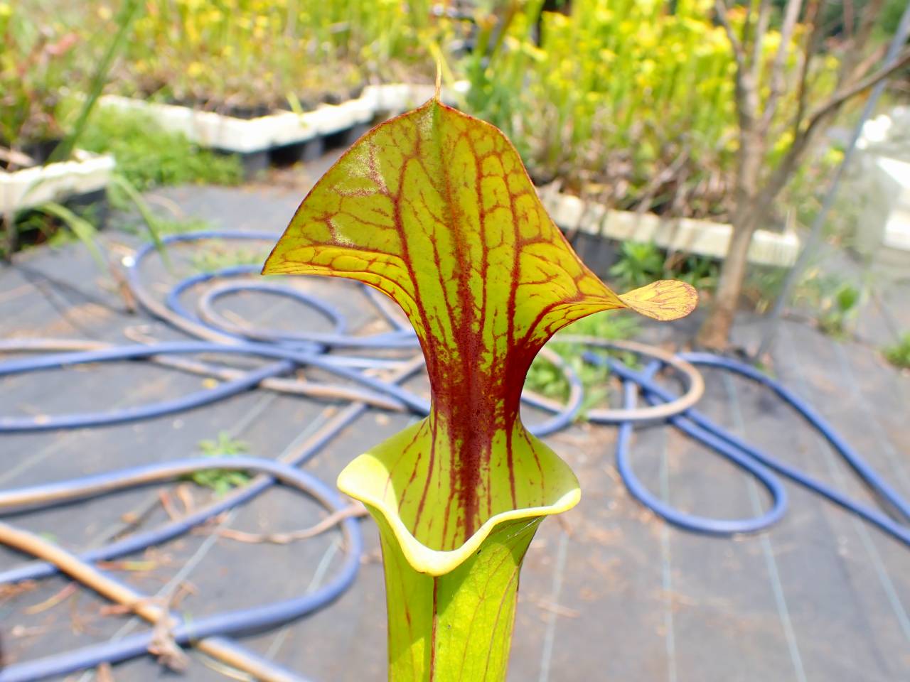 R344 3ura S. Hybrid Y's - Y's Exotics （山田食虫植物農園）