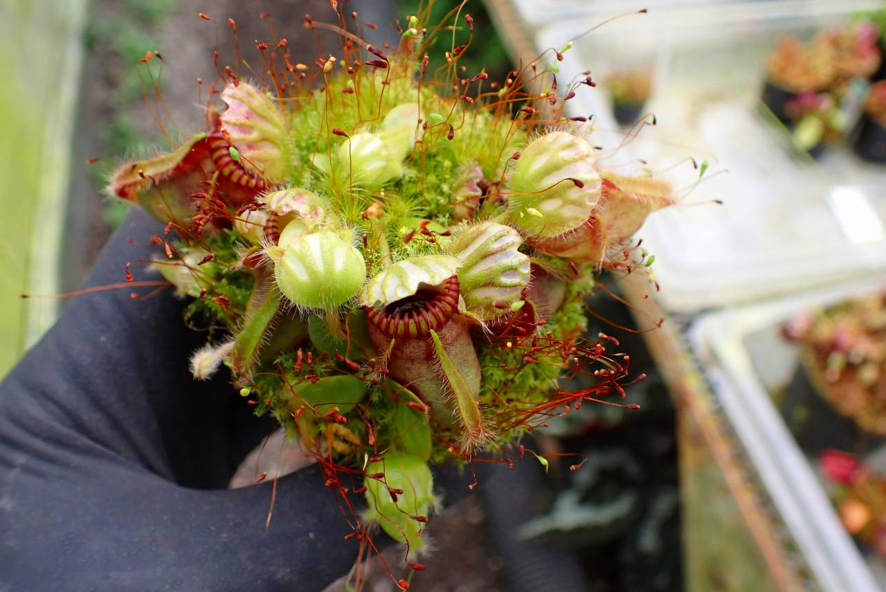 R457 1-1 Cephalotus follicularis seedling of Hummer's Giant [BCP